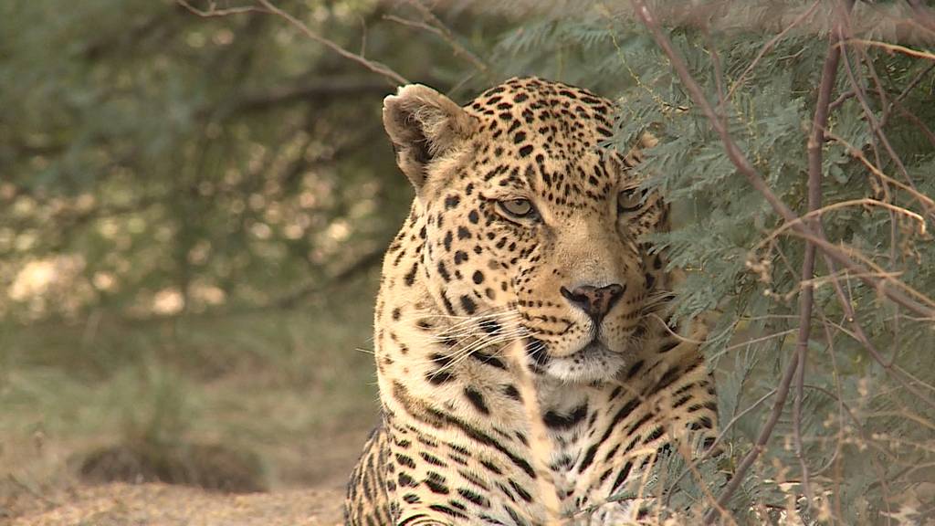 Weihnachtsspezial 2: Tierische Rettungsaktion – Vom Kriegsgebiet nach Südafrika