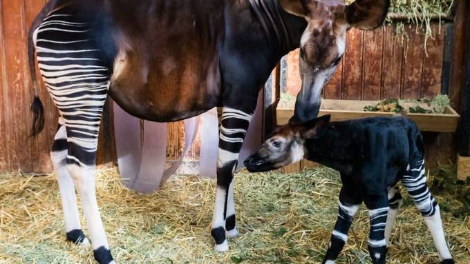 Okapi-Männchen auf die Welt gekommen