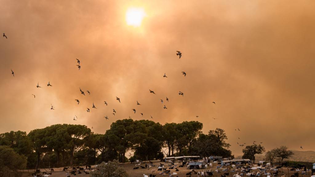 Vögel fliegen durch dichte Rauchwolken über eine Ziegenherde während eines Waldbrandes. Foto: Carlos Luján/EUROPA PRESS/dpa