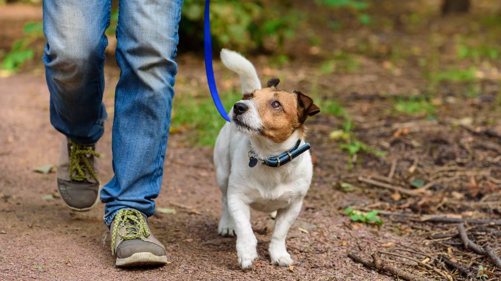 Das können Hundehalterinnen gegen Futterköder tun