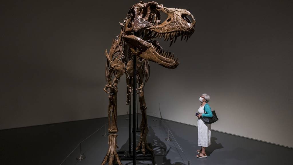 Skelett eines riesigen Gorgosaurus kommt unter den Hammer