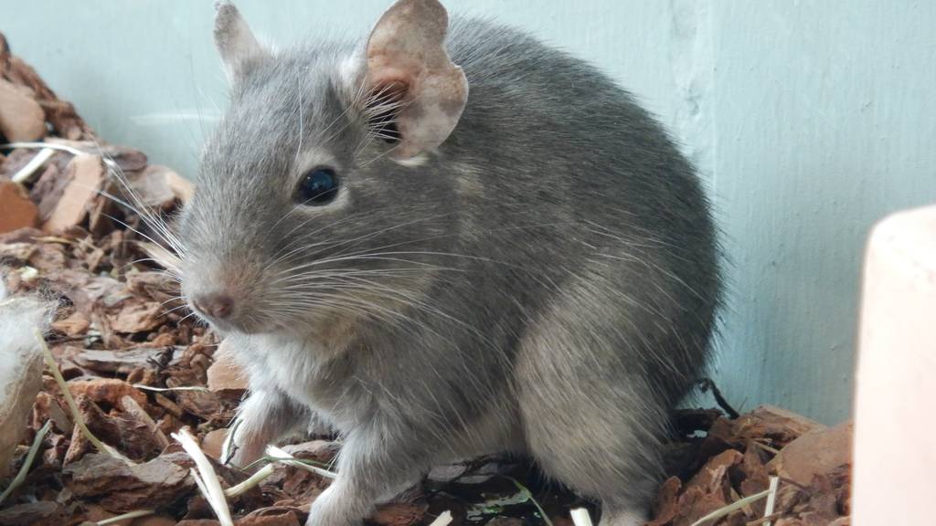 Degu