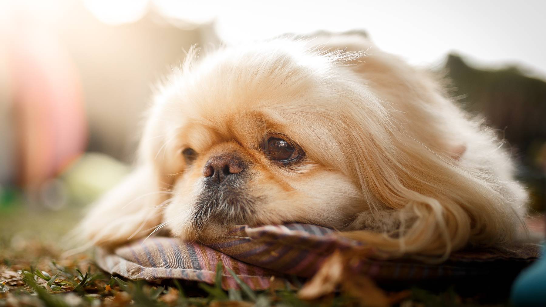 Hunde mit verkürzten Nasen wie der Pekinese haben teilweise Mühe beim Atmen.