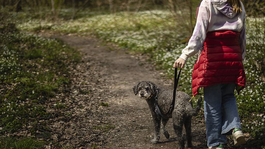 Leinenzwang für Hunde bleibt im Kanton Schwyz