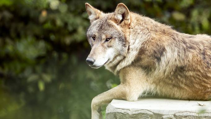 Vermarkten statt abschiessen: Wolf soll Schweizer Tourismus helfen