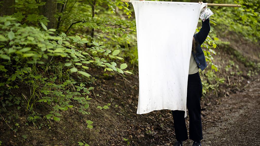Forscherinnen und Forscher der Universität Zürich sammelten Zecken mit Hilfe eines weissen Tuchs. (Archivbild)