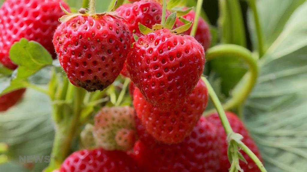 Schweizer Bauer bleibt auf Erdbeeren sitzen