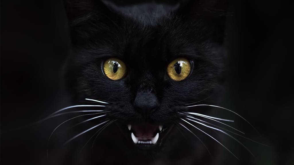 Das Pech verfolgt sie selbst: Schwarze Katzen bleiben länger in Tierheimen