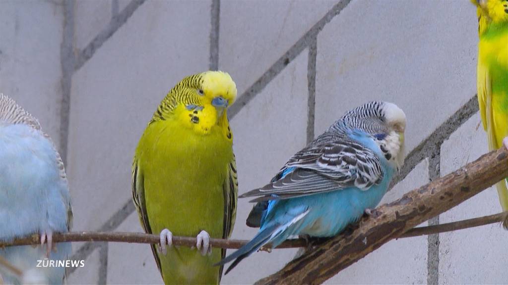 Ornithologischer Fund in der Wohnung: Mann hinterlässt Zimmer voller Wellensittiche