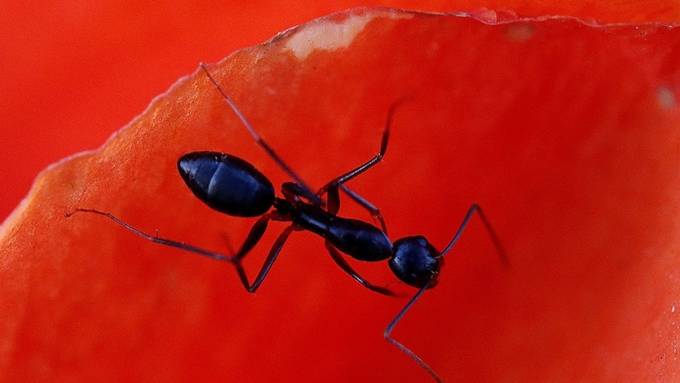 Alarmierende Langzeitwirkungen von Insektengiften auf Ameisen