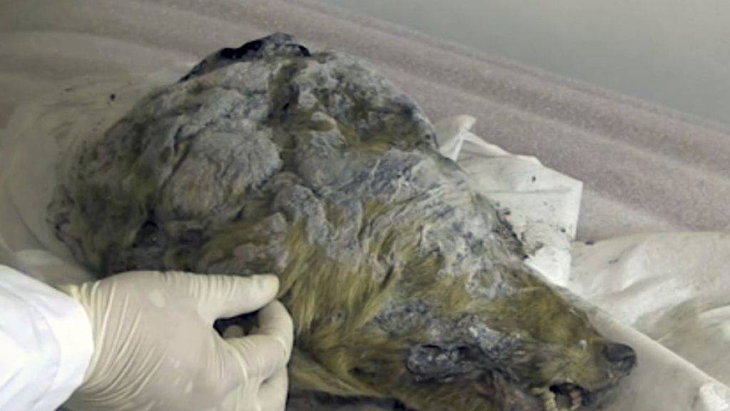 Der 32'000 Jahre alte Wolf hat sich im sibirischen Permafrost gut gehalten. Sehr zur Freude von Forschern. (Handout)