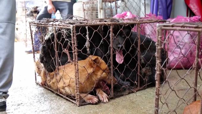 Südkorea will Hundefleisch verbieten