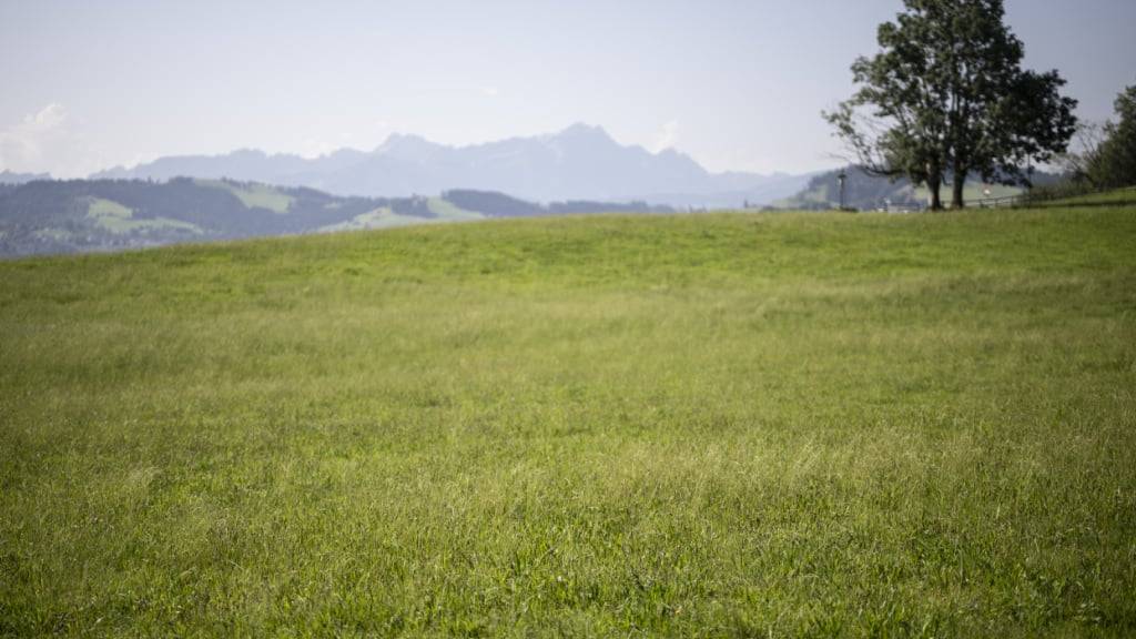 Unter anderem ist in Eggersriet Landwirtschaftsland mit der Umweltchemikalie PFAS belastet. In anderen Kantonen fehlen aber solche Untersuchungen. (Archivbild)