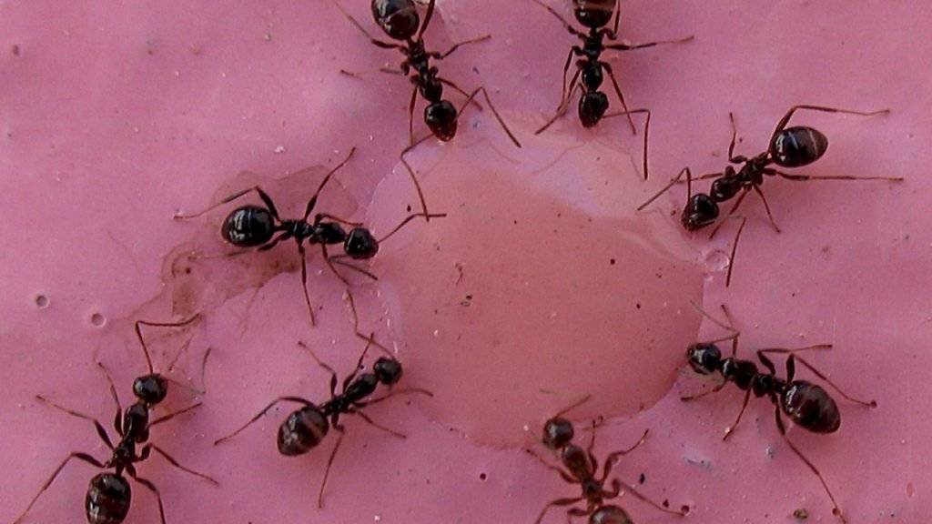 Ameisen sind nur eine von rund 100 Arten von Gliederfüsslern, die in Wohnungen vorkommen. Die meisten bleiben jedoch unbemerkt. (Archiv)