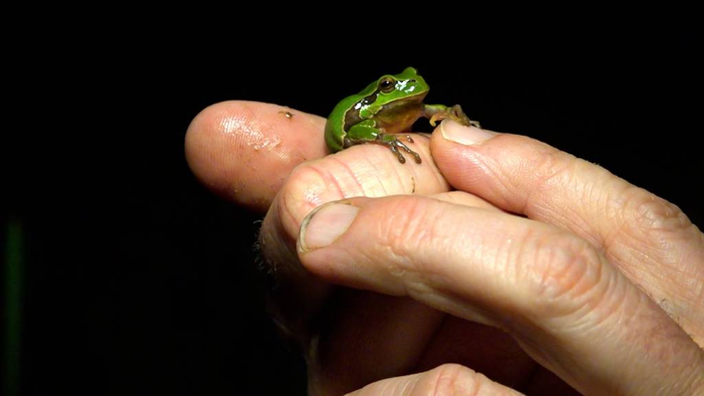 Laubfrosch-Paradies