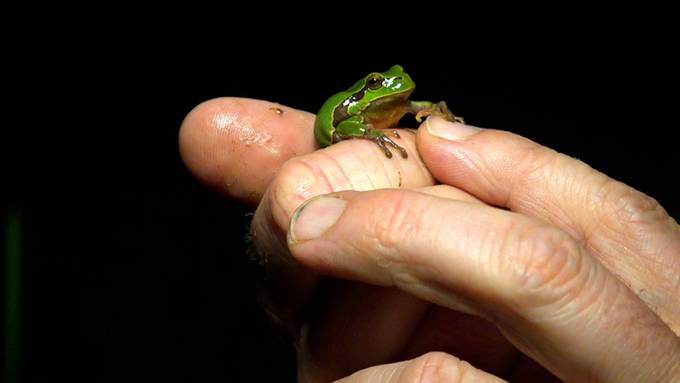 Laubfrosch-Paradies