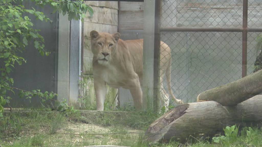 Unzertrennliche Freunde: Löwin und Leopard leben gemeinsam im Sikypark