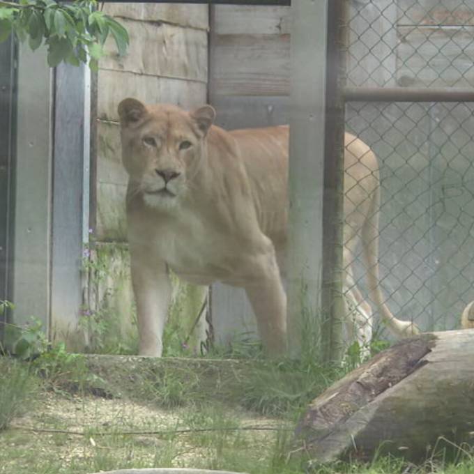 Unzertrennliche Freunde: Löwin und Leopard leben gemeinsam im Sikypark