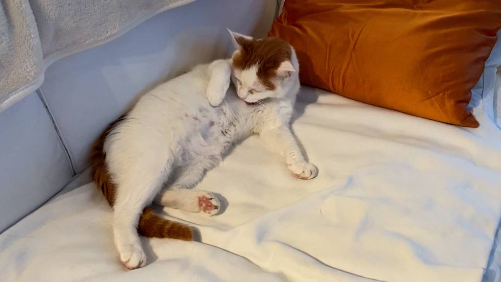 Happy End für Katze Lila