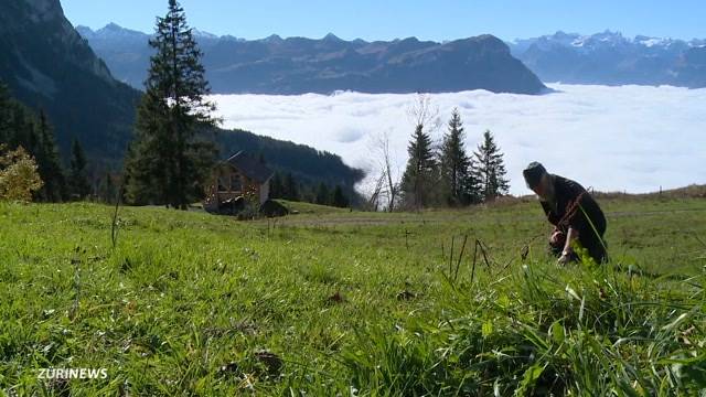 Muotathaler Wetterfrösche riechen Schnee