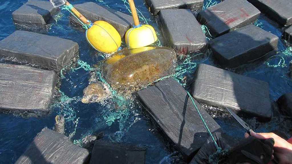 Schildkröte verfängt sich in einem Netz voller Kokain.
