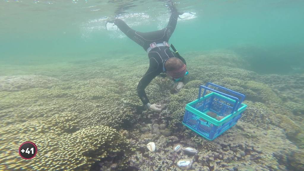 Schweizer Meeresbiologin kämpft auf Hawaii gegen Korallen-Sterben