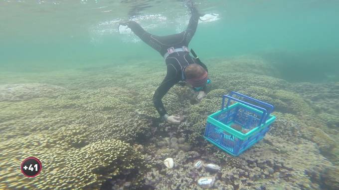 Schweizer Meeresbiologin kämpft auf Hawaii gegen Korallen-Sterben