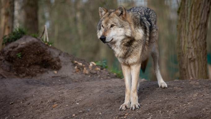 Schafsriss in Burg: «Gehen davon aus, dass es ein Wolf war»