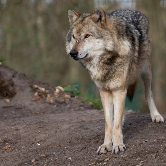 Schafsriss in Burg: «Gehen davon aus, dass es ein Wolf war»