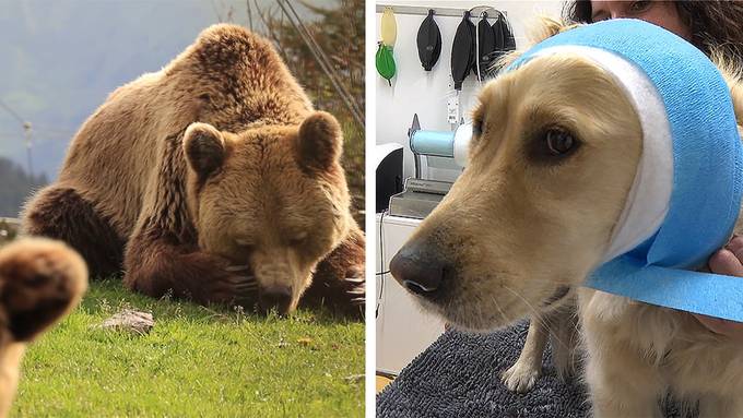 Arosa Bärenland / Nothelferkurs für Hundehalter