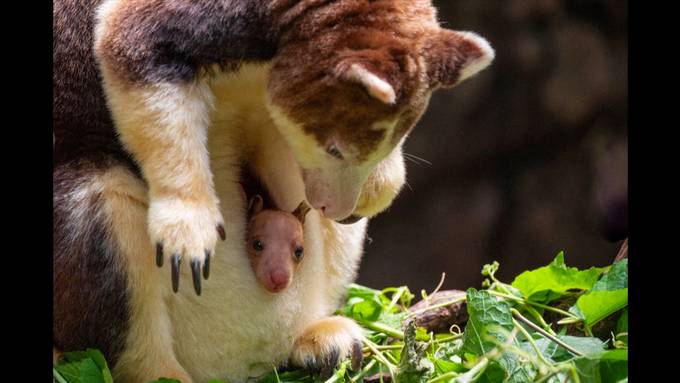 Seltenes Baumkänguru-Baby steckt erstmals den Kopf aus dem Beutel