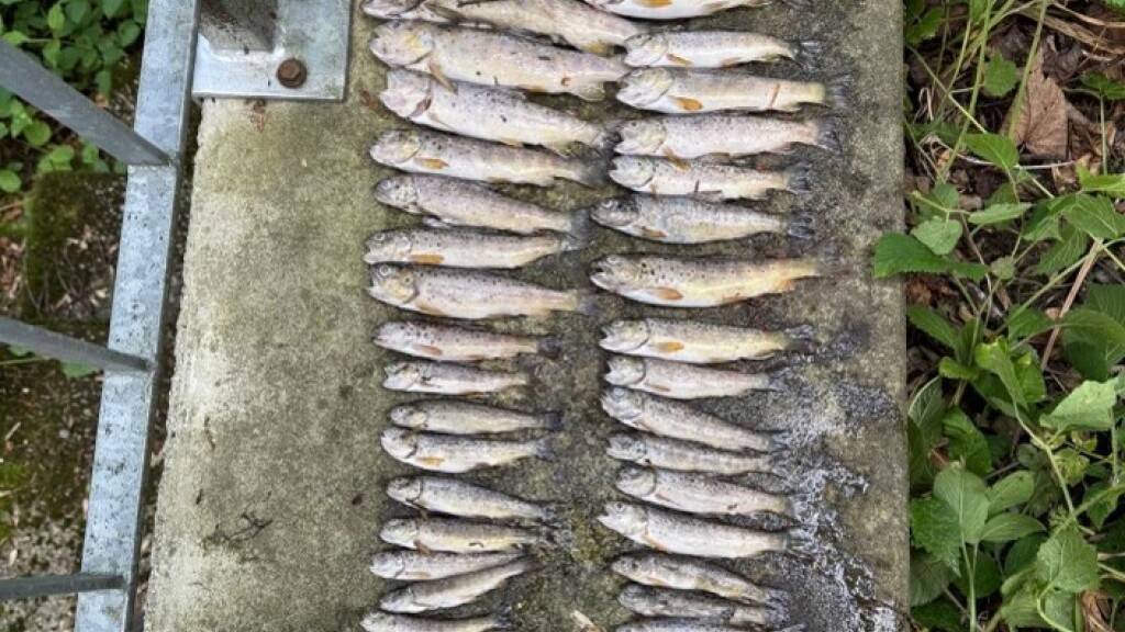 In einem Bach in Grub AR wurden 67 tote Fische entdeckt.