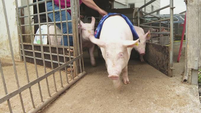 Saumässig streng: So trainieren die Renn-Säuli für die Olma