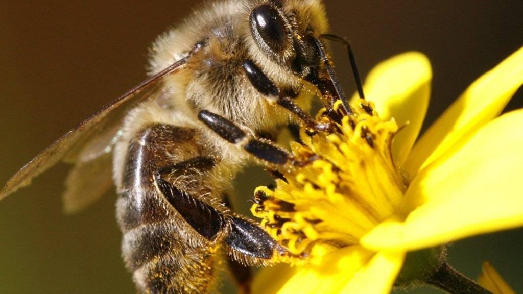 Wilde Drogendealer: Pflanzen können Bienen mit Koffein im Nektar von sich abhängig machen. (Symbolbild)