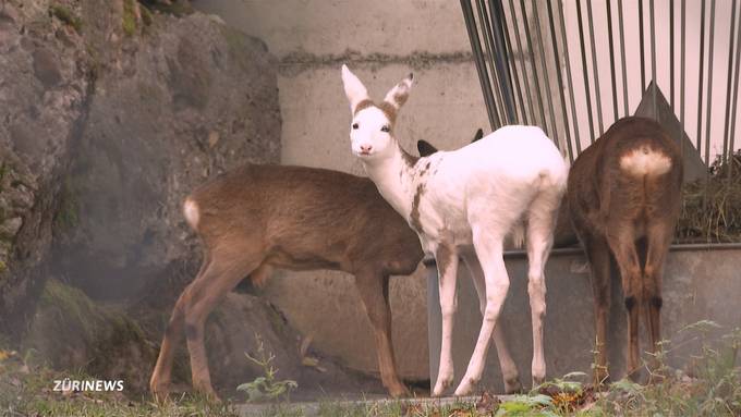 Seltenheit: Weisses Reh im Tierpark Goldau zu Gast