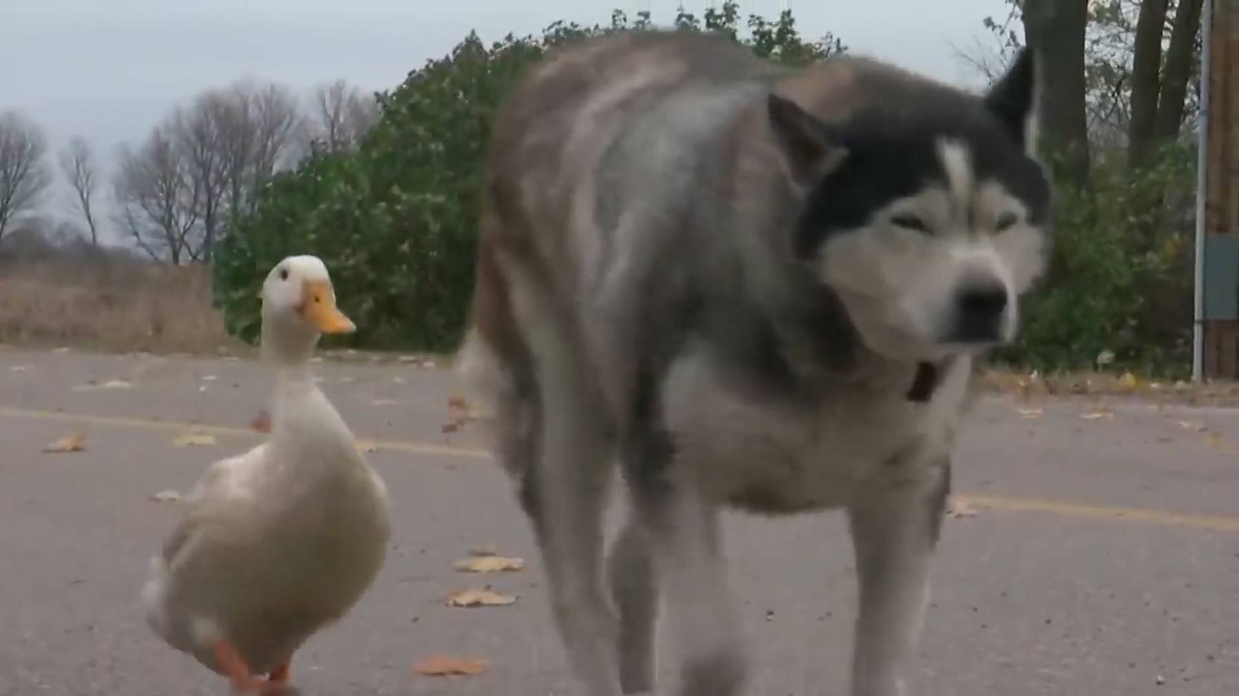 Tierische Freunde: Max und Quakers