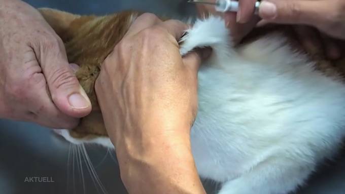 Grüne-Grossrat fordert Chip-Pflicht für Hauskatzen 