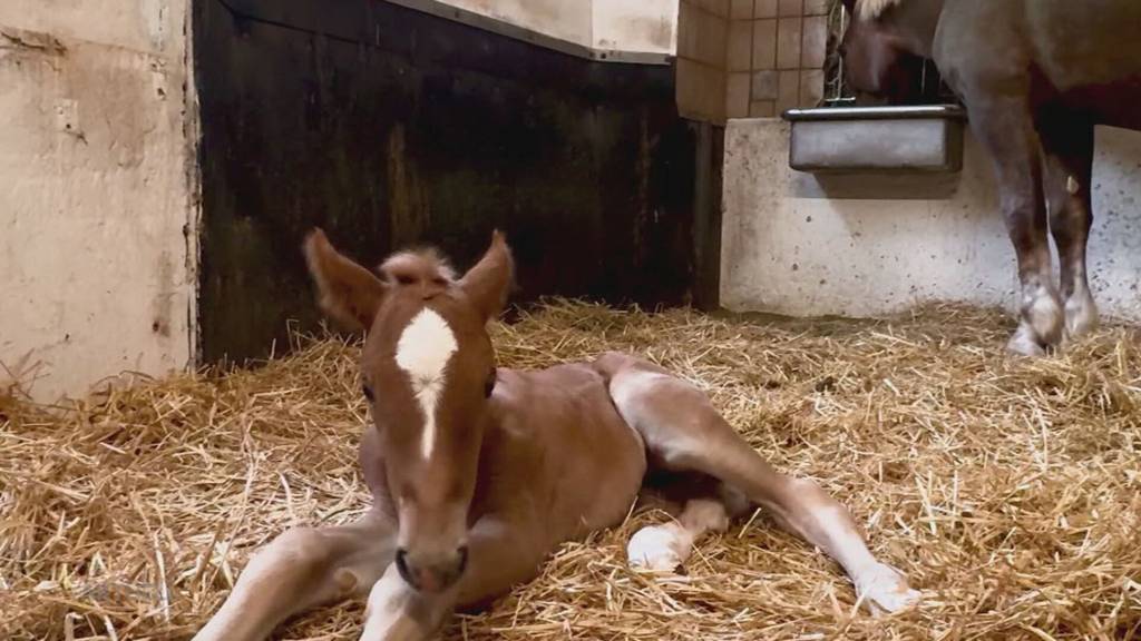 Tierische Sensation: Bei Feldschlösschen Rheinfelden wird ein Fohlen geboren