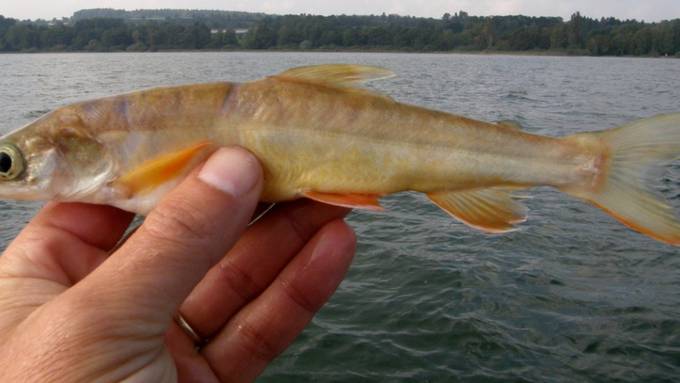 Ausgestorben geglaubter Fisch im Bodensee wiederentdeckt