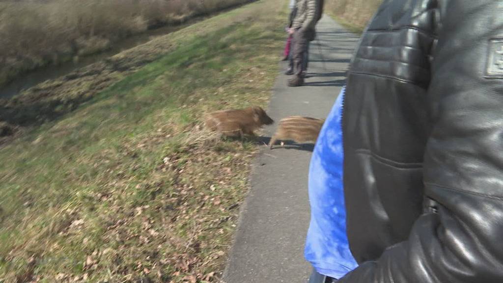 5 Wildschwein-Waisen: Besuchermagnet am Klingnauer Stausee