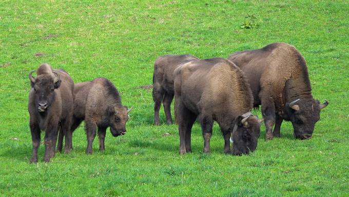 Vom Kuh-Bauern zum Wisent-Ranger