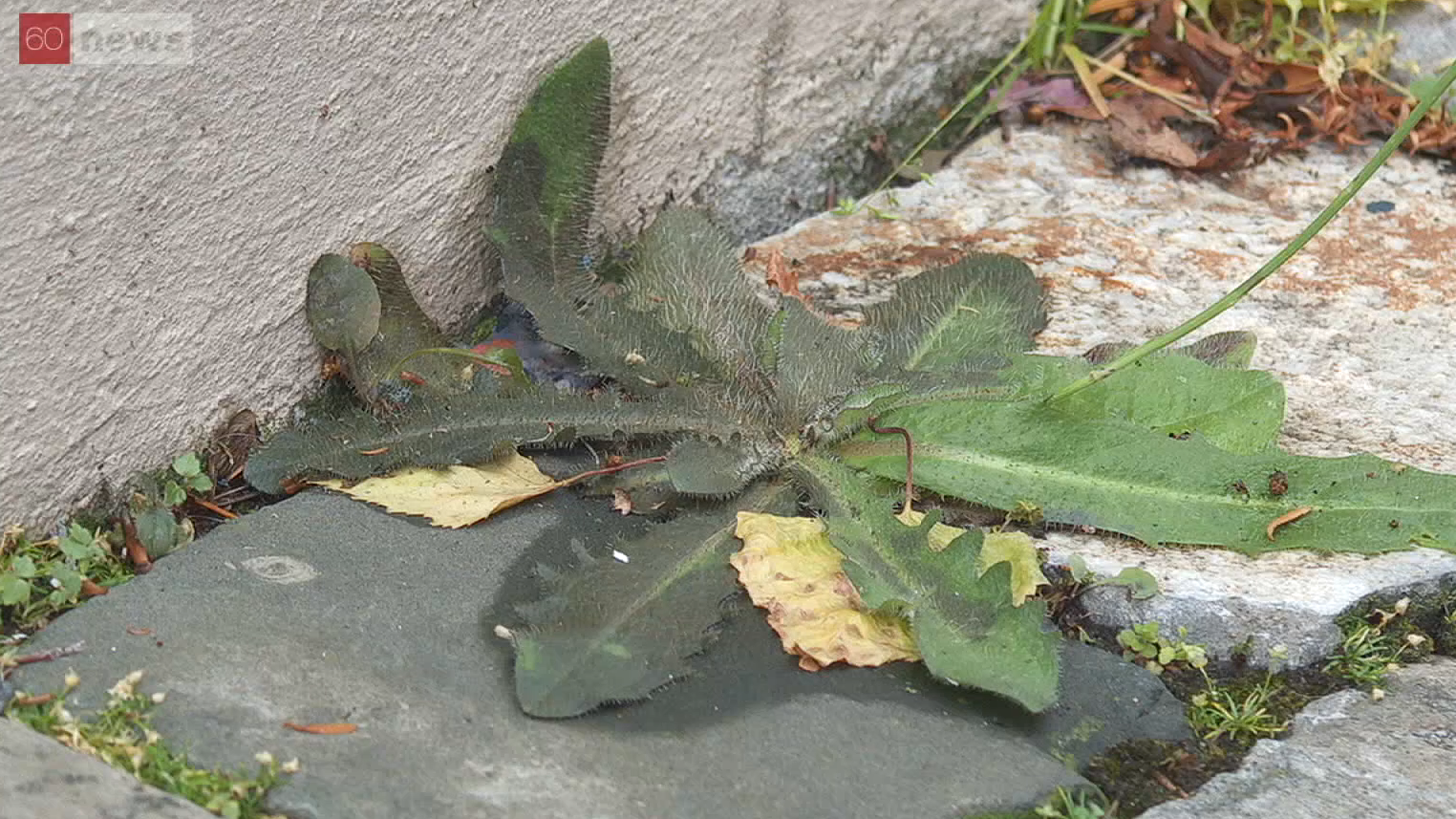 Schon kurz nach der Dusche mit dem heissen Wasser werden die Blätter des Unkrauts lahm.