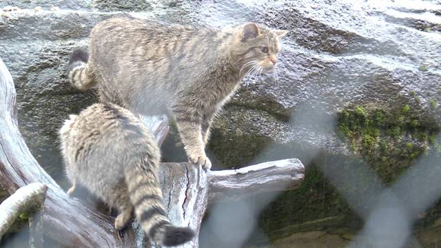 Tierische Weihnachten im Dählhölzli