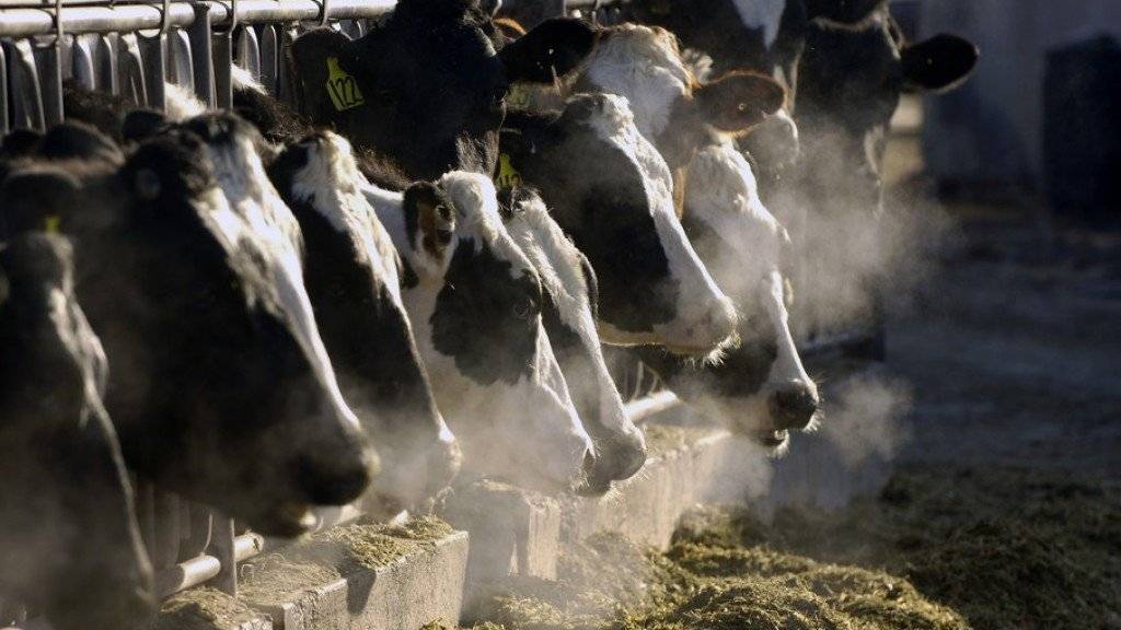 Die Holstein Kühe bleiben im Stall: Die Expo Bulle wurde abgesagt, um eine Verbreitung der Bovinen Virus-Diarrhoe (BVD) zu vermeiden. (Symbolbild)