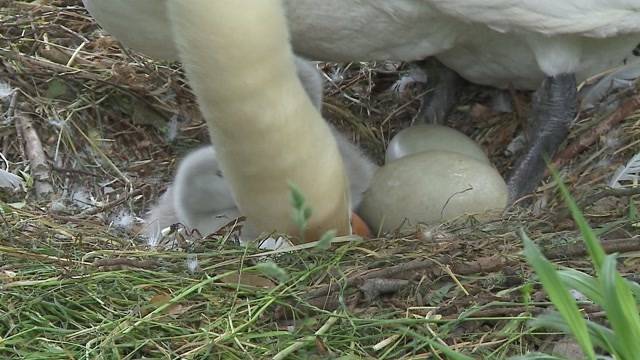 Schwäne in Aarau geschlüpft
