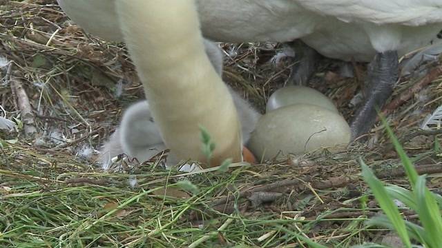 Schwäne in Aarau geschlüpft