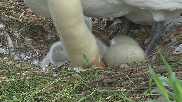 Schwäne in Aarau geschlüpft