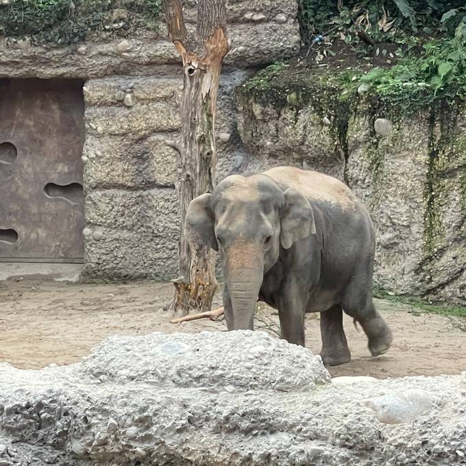 Elefantendame Panang lernt Zürcher Elefantenpark kennen