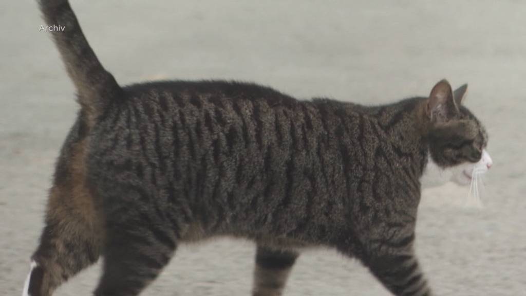 Bedrohung für Biodiversität: Soll es für Katzen künftig eine Chip-Pflicht geben?