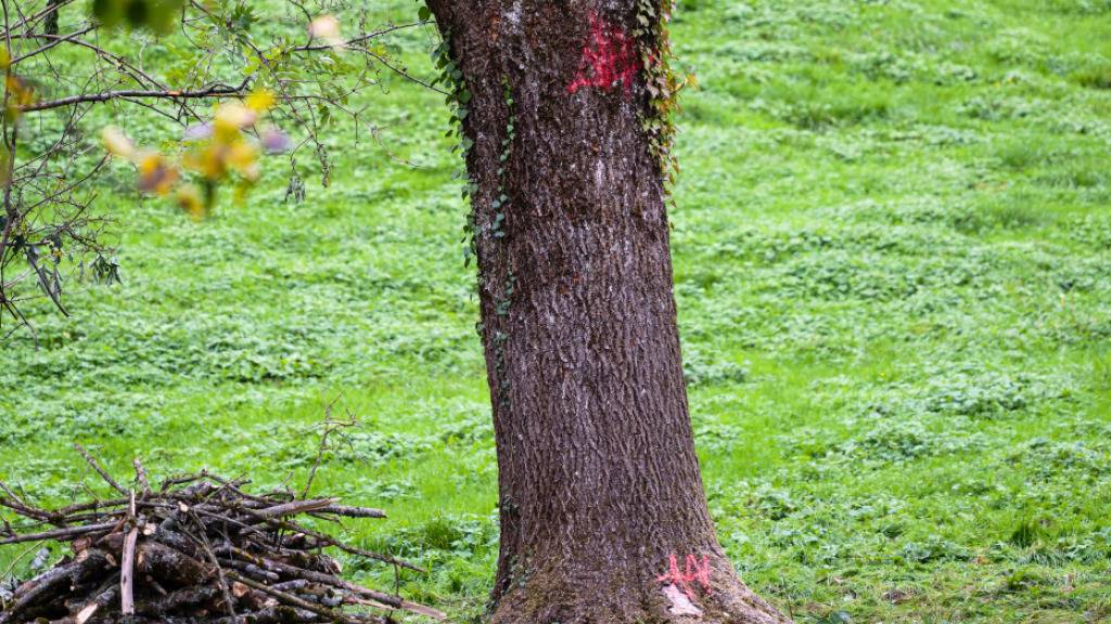 Die Kettensäge ist nur noch dazu da, den toten Baum zurechtzustutzen. Der Stamm wird in Winterthur künftig wenn immer möglich stehen gelassen.